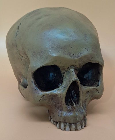 Totenschädel Anatomie